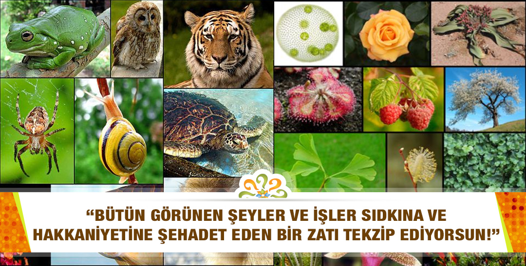 "Bütün görünen şeyler ve işler sıdkına ve hakkaniyetine şehadet eden bir Zatı tekzip ediyorsun!" Her şeyin, Allah'ın sıdkına şehadetini nasıl anlayabiliriz? "Bütün görünen şeyler ve işler sıdkına ve hakkaniyetine şehadet eden bir Zatı tekzip ediyorsun!" Her şeyin, Allah'ın sıdkına şehadetini nasıl anlayabiliriz?