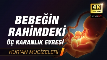 Bebeğin Rahimdeki 3 Karanlık Evresi