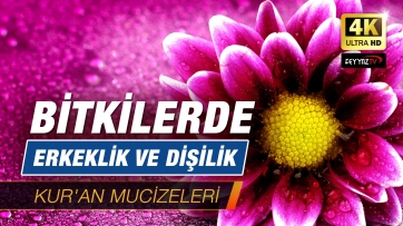Bitkilerde Erkeklik ve Dişilik