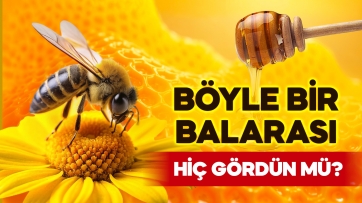 Böyle bir balarası hiç gördün mü?