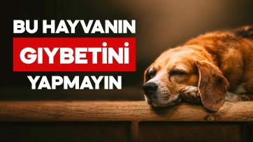 Bediüzzaman'ın 