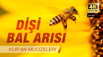 Dişi Bal Arısı