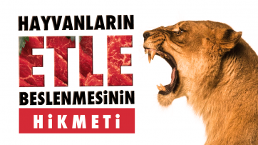 Bazı Hayvanların Etle Beslenmesinin Hikmeti