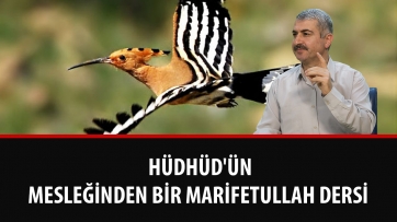 Hüdhüd'ün Mesleğinden Bir Marifetullah Dersi