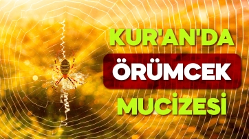 Kur'an'da Örümcek Mucizesi