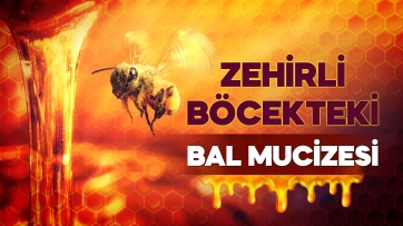 Zehirli Böcekteki Bal Mucizesi